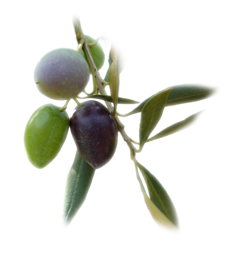 olive branch