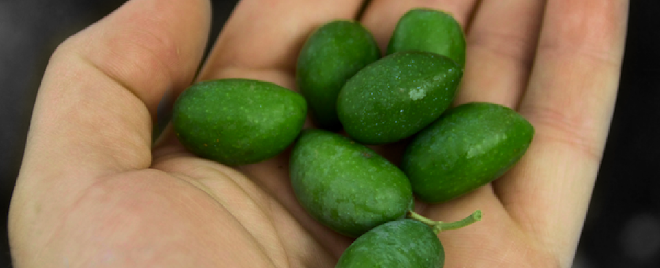 Olives in a hand